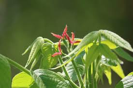 Attēlu rezultāti vaicājumam “Juglans cinerea leaf”