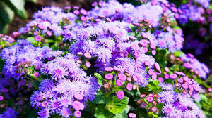 Image result for Ageratum mexicanum