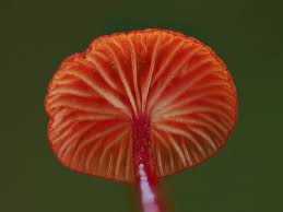 Attēlu rezultāti vaicājumam “Cribraria rubiginosa macro”