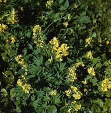 Attēlu rezultāti vaicājumam “Corydalis intermedia flower”