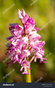 Attēlu rezultāti vaicājumam “Orchis militaris flower”