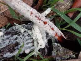 Attēlu rezultāti vaicājumam “Didymium spongiosum”