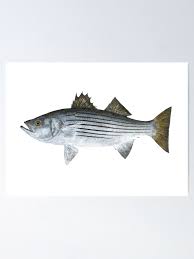 Image result for Morone saxatilis