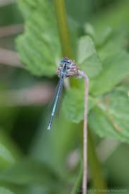 Attēlu rezultāti vaicājumam “Platycnemis pennipes male”