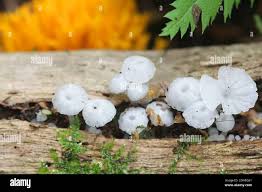 Attēlu rezultāti vaicājumam “Delicatula integrella”