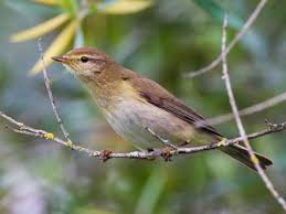 Image result for Phylloscopus ibericus