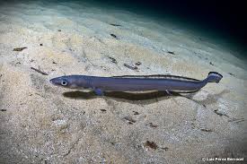 Image result for Conger conger