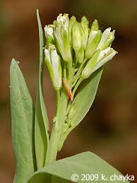 Attēlu rezultāti vaicājumam “Arabis glabra flower”