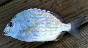 Image result for Archosargus rhomboidalis