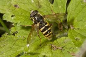 Attēlu rezultāti vaicājumam “Sericomyia silentis”