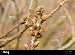 Attēlu rezultāti vaicājumam “Quercus robur bud”