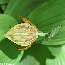 Attēlu rezultāti vaicājumam “Cypripedium calceolus leaf”