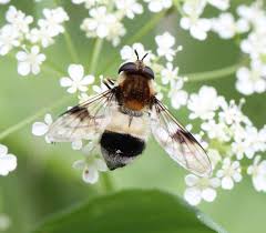 Attēlu rezultāti vaicājumam “Leucozona lucorum”