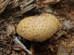 Attēlu rezultāti vaicājumam “Lentinus lepideus”