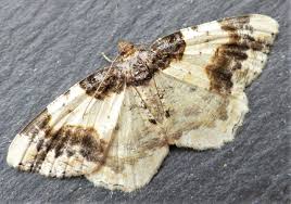 Attēlu rezultāti vaicājumam “Ligdia adustata”