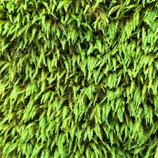 Attēlu rezultāti vaicājumam “Anomodon”