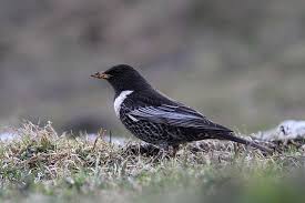 Image result for Turdus torquatus