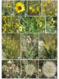 Attēlu rezultāti vaicājumam “Asteraceae”