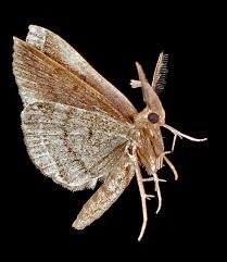 Attēlu rezultāti vaicājumam “Lymantria dispar”