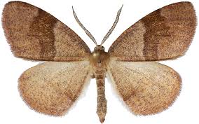 Attēlu rezultāti vaicājumam “Plagodis pulveraria”