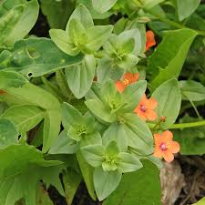 Image result for Anagallis arvensis