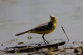 Attēlu rezultāti vaicājumam “Motacilla citreola”