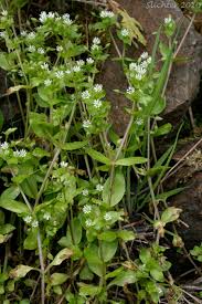 Attēlu rezultāti vaicājumam “Stellaria media”