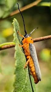 Attēlu rezultāti vaicājumam “Oberea oculata”