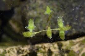 Attēlu rezultāti vaicājumam “Lemna trisulca”