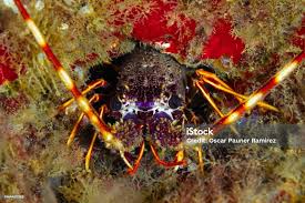 Image result for Palinurus elephas