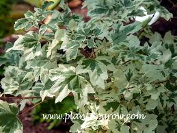 Attēlu rezultāti vaicājumam “Acer campestre”