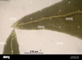 Attēlu rezultāti vaicājumam “Anomodon attenuatus”