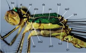 Attēlu rezultāti vaicājumam “Lestes virens”