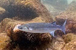 Image result for Chelon labrosus