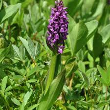 Attēlu rezultāti vaicājumam “Dactylorhiza incarnata leaf”