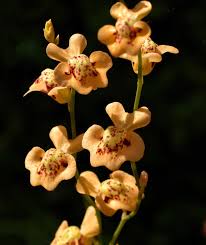 Attēlu rezultāti vaicājumam “Utricularia x neglecta flower”