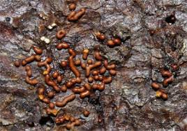 Attēlu rezultāti vaicājumam “Lycogala ustulatum sessile”