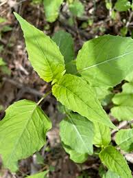 Attēlu rezultāti vaicājumam “Circaea alpina leaf”