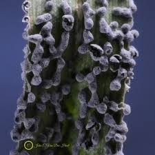 Attēlu rezultāti vaicājumam “Physarum compressum stalked”