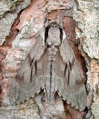 Attēlu rezultāti vaicājumam “Sphinx pinastri”