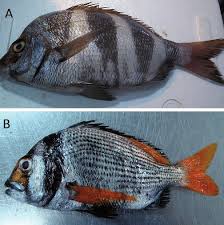 Image result for Diplodus cervinus