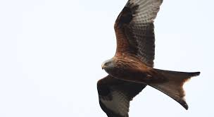 Image result for Kite Ireland