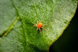 Attēlu rezultāti vaicājumam “Acari”