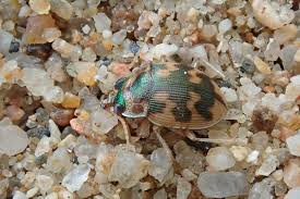 Attēlu rezultāti vaicājumam “Omophron limbatum”