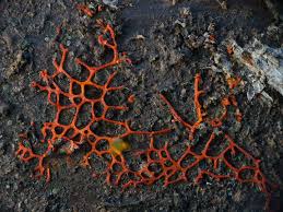 Attēlu rezultāti vaicājumam “Willkommlangea reticulata”