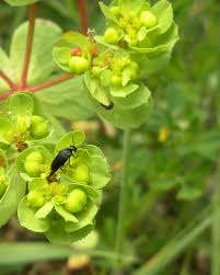 Attēlu rezultāti vaicājumam “Mordella sp.”