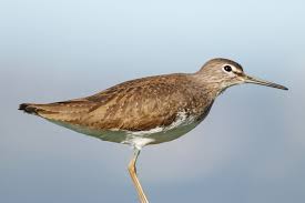 Attēlu rezultāti vaicājumam “Tringa ochropus”