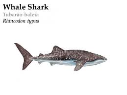 Image result for Rhincodon typus