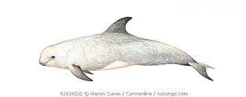 Image result for Grampus griseus