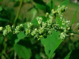 Attēlu rezultāti vaicājumam “Chenopodium polyspermum var. acutifolium flower”